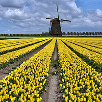 Buy canvas prints of dutch windmill and tulip fields by Chris Willemsen
