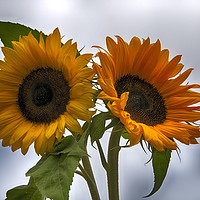 Buy canvas prints of two sunflowers by Chris Willemsen