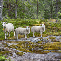 Buy canvas prints of three sheep animals in nature in norway by Chris Willemsen