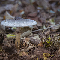 Buy canvas prints of mushroom in autumn forest by Chris Willemsen