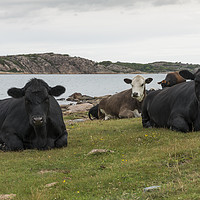 Buy canvas prints of group of cows on the beach by Chris Willemsen