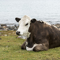Buy canvas prints of one cow brown and white at the beach by Chris Willemsen