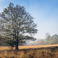 Buy canvas prints of single tree in autumn landscape by Chris Willemsen