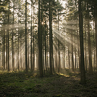Buy canvas prints of sunbeam in forest in holland by Chris Willemsen
