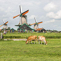 Buy canvas prints of Typical dutch landscape with windmills and cows by Chris Willemsen