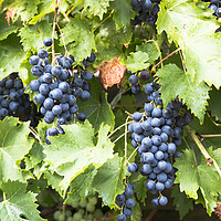 Buy canvas prints of large bunches of blue grapes hangin in the garden by Chris Willemsen