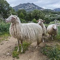 Buy canvas prints of three sardinia sheep with mountians and beautifull by Chris Willemsen