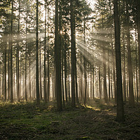 Buy canvas prints of sunlight and sunbeams in the forest in nunspeet in by Chris Willemsen
