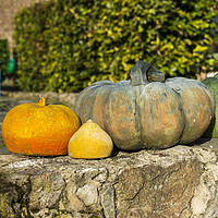 Buy canvas prints of pumpkins by Chris Willemsen