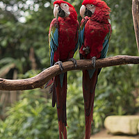 Buy canvas prints of couple of red parrots in love by Chris Willemsen