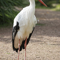 Buy canvas prints of standing stork by Chris Willemsen
