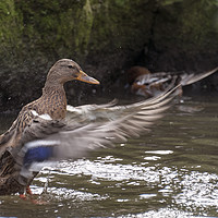 Buy canvas prints of duck with splashes water by Chris Willemsen