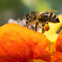 Buy canvas prints of bee on flower by Chris Willemsen