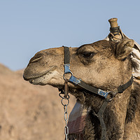 Buy canvas prints of a camel in the desert of israel on the border of e by Chris Willemsen