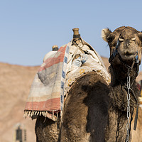 Buy canvas prints of camel in the desert of israel by Chris Willemsen