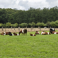 Buy canvas prints of field with dutch belted cows in holland by Chris Willemsen
