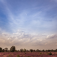 Buy canvas prints of purple heather field has blossomed on the Veluwe i by Chris Willemsen