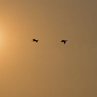 Buy canvas prints of three cormorantbirds fly during sunset by Chris Willemsen