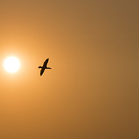 Buy canvas prints of one cormorant bird fly during sunset by Chris Willemsen
