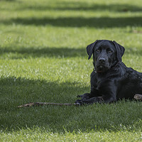 Buy canvas prints of four month old labrador pup laying in the garden o by Chris Willemsen