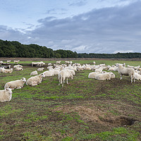 Buy canvas prints of Sheep herd on heather land in Ede Holland by Chris Willemsen