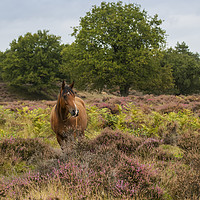 Buy canvas prints of wild horse in nature in holland by Chris Willemsen