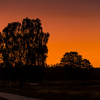 Buy canvas prints of silhouette from the trees on the veluwe during sun by Chris Willemsen