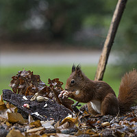 Buy canvas prints of red squirrel looking for seeds and other foods and by Chris Willemsen