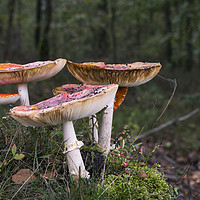 Buy canvas prints of Amanita muscaria, commonly known as the fly agaric by Chris Willemsen