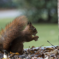 Buy canvas prints of red squirrel in the garden by Chris Willemsen