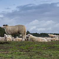 Buy canvas prints of herd of sheep in holland by Chris Willemsen