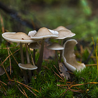 Buy canvas prints of group fungus on green moss in the forest by Chris Willemsen