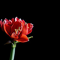 Buy canvas prints of one single red amaryllis by Chris Willemsen