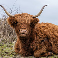 Buy canvas prints of closeup galloway with big horns by Chris Willemsen