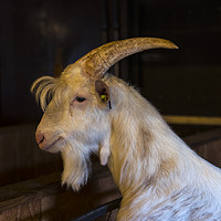 Buy canvas prints of white hairy male goat ram with big horns by Chris Willemsen