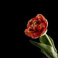 Buy canvas prints of red tulip on black background by Chris Willemsen