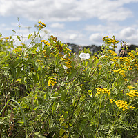 Buy canvas prints of yellow and white wild flowers by Chris Willemsen