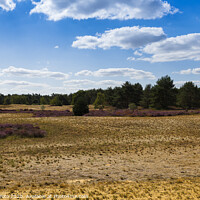 Buy canvas prints of the nature reserve Maasduinen by Chris Willemsen