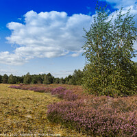 Buy canvas prints of the nature reserve Maasduinen with single tree by Chris Willemsen