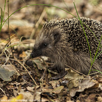 Buy canvas prints of young hedgehog in the wild, by Chris Willemsen