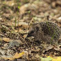 Buy canvas prints of young hedgehog in the wild, by Chris Willemsen