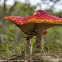 Buy canvas prints of Amanita muscaria mushroom in the forest by Chris Willemsen