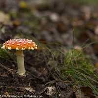 Buy canvas prints of Amanita muscaria mushroom with red and white dots by Chris Willemsen