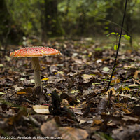 Buy canvas prints of Amanita muscaria mushroom in the forest by Chris Willemsen