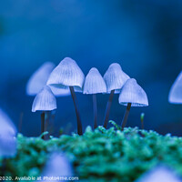 Buy canvas prints of art with mycena arcangeliana in the forest in holland by Chris Willemsen