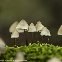 Buy canvas prints of mycena arcangeliana in the forest in holland by Chris Willemsen