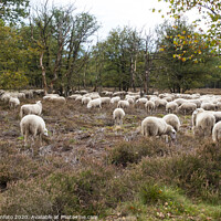 Buy canvas prints of  flock of sheep grazing on the veluwe by Chris Willemsen