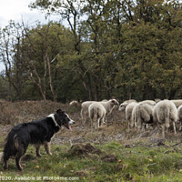 Buy canvas prints of a border collie lies on the ground while herding a flock of sheep by Chris Willemsen