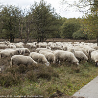 Buy canvas prints of flock of sheep grazing on the veluwe by Chris Willemsen