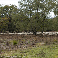 Buy canvas prints of Shepard with flock of sheep grazing by Chris Willemsen